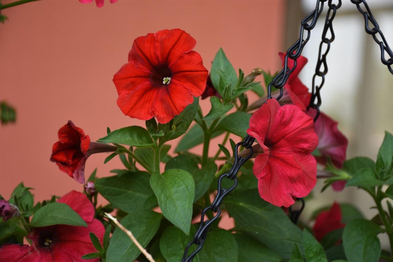 Cabinas Eddy B&B Monteverde Kültér fotó